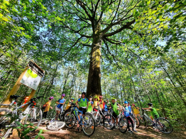 Sous-bois de la forêt de l'Hermitain